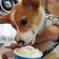 Ralph's Italian Ices Greenridge Plaza ico