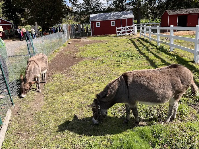 Plasko's Farm Creamery & Cafe Picture 8