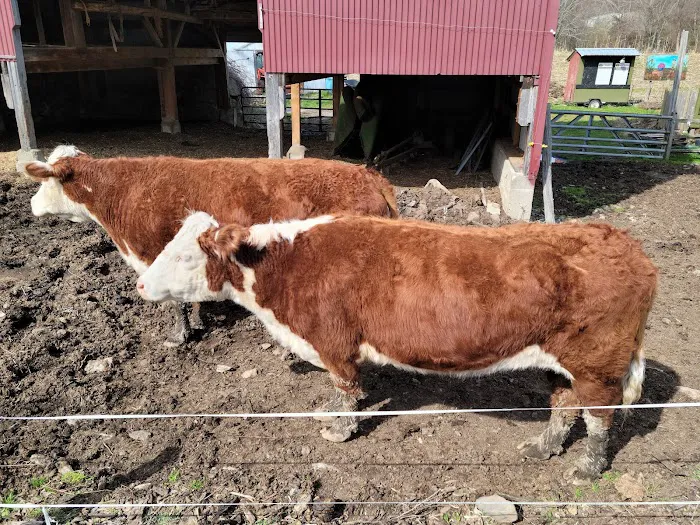 Wells Hollow Creamery Picture 2