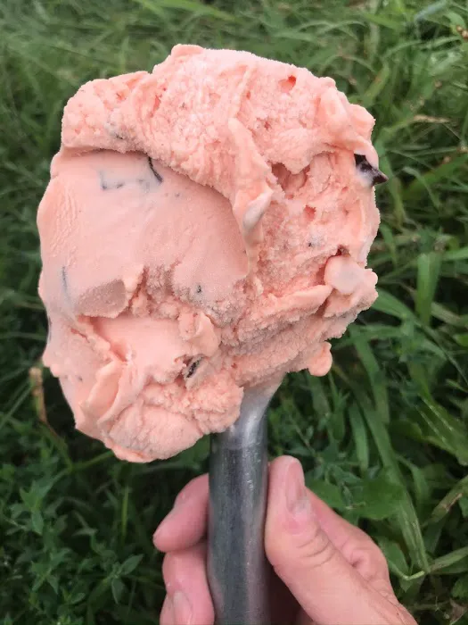 Frisky Cow Gelato Picture 6