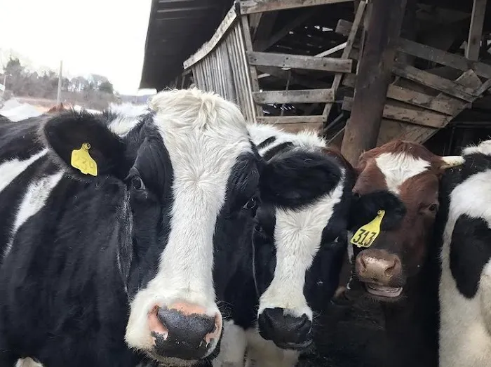 McCray's Country Creamery Picture 2