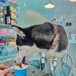 Salty Paws Doggie Ice Cream Parlor