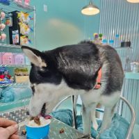 Salty Paws Doggie Ice Cream Parlor ico