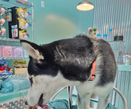 Salty Paws Doggie Ice Cream Parlor