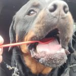 Dairy Queen (Treat)