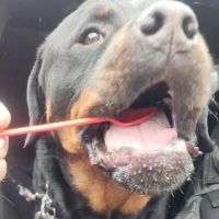 Dairy Queen (Treat) ico
