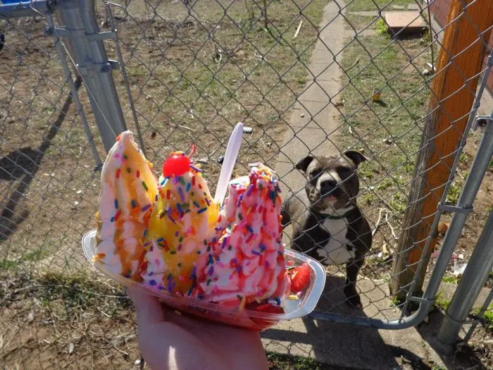 Soft Ice Cream Truck Picture 5