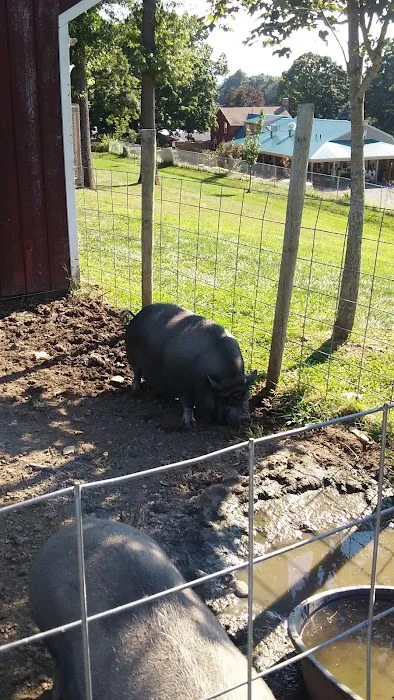 Moolicious Farm Picture 8