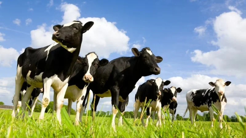 Ice Cream and Climate Change: How Dairy Production Is Adapting