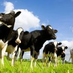 Ice Cream and Climate Change: How Dairy Production Is Adapting