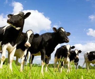 Ice Cream and Climate Change: How Dairy Production Is Adapting